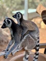 ring lemur mother and baby