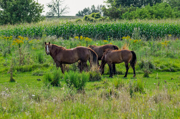 Naklejka na ściany i meble Three Horses Grazing In Pasture In Summer Near A Cornfield