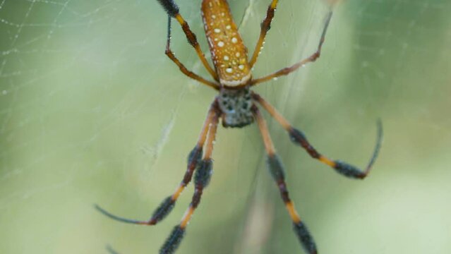 Golden Orb Spider on her web.
