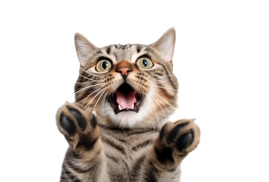 Funny portrait of a cat looking shocked or surprised on a transparent background with its paw up.