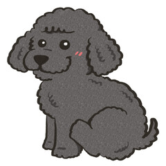black poodle