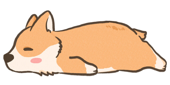 corgi sleep