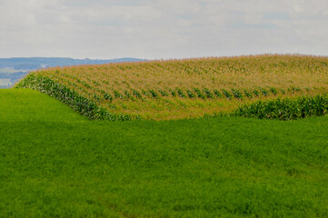 A Cornfield In The Wisconsin Countryside In Summer