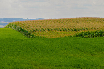 Fototapeta na wymiar A Cornfield In The Wisconsin Countryside In Summer