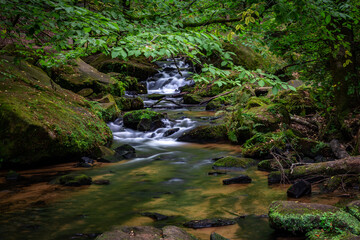 Creek of Moosalbe in Kalstalschlucht with small Waterfalls, Rhineland-Palatinate, Germany, Europe