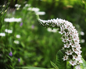 flowers in the garden