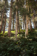 Suns rays make their way through the crowns of trees in the autumn forest