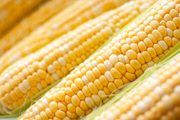 The swings of ripe corn are located diagonally across the frame, close-up.