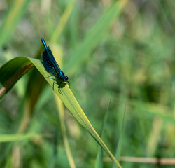 Libelle