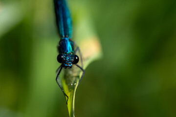 Libelle