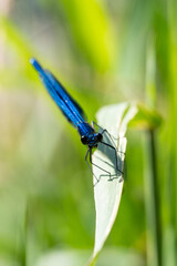 Libelle