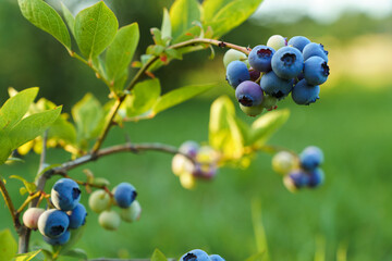 Bunches of blueberries of varying degrees of maturity on a bush in sunlight