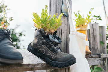 Plants in an old shoe in an urban garden