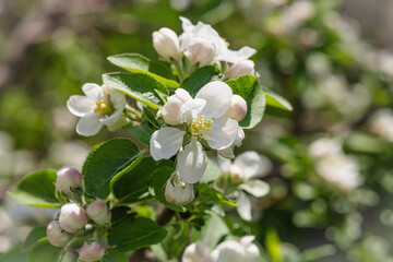 Fototapeta na wymiar Blooming apple tree in the garden. Spring seasonal of growing plants. Gardening concept