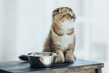 The cat is eating. A bowl of food for a small kitten.