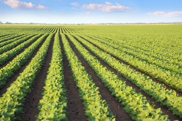 Agricultural soybean field. Landscape rural scene beautiful spring sunny day with blue sky and clouds