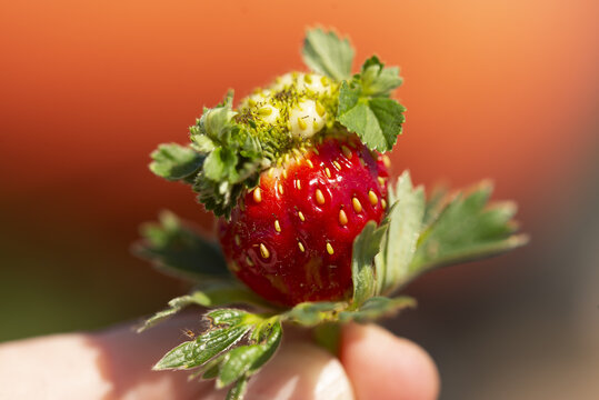 A strawberry undergoing vivipary. Strawberries sprouting, close-up photo