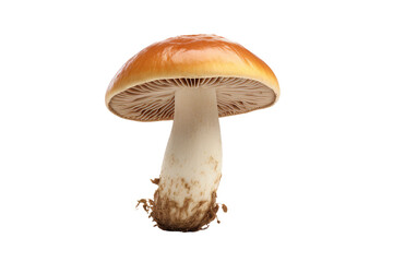 Porcini mushroom. isolated object, transparent background