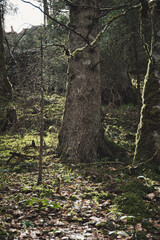 Naklejka premium Vertical shot of trees in the Black forest. Ravenna Gorge, Germany
