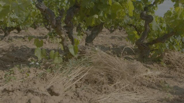 Old Vinetrees Dolly R2L p1 6k to uhd