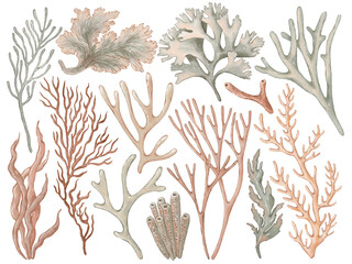 
Seaweed and coral kit in watercolor style isolated on white. Hand-drawn watercolor illustration on transparent background for your design