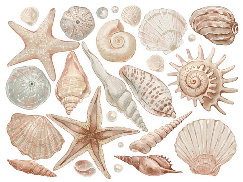 Seashells kit in watercolor style isolated on white. Hand-drawn watercolor illustration on transparent background for your design