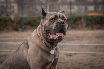 Cane Corso portrait. Cane Corso sitting outdoors. Large dog breeds. Italian dog Cane Corso. The courageous look of a dog. Formentino color.