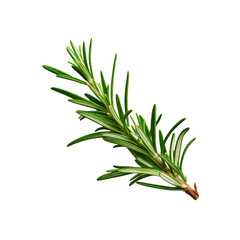 Fototapeta premium Rosemary sprig. isolated object, transparent background