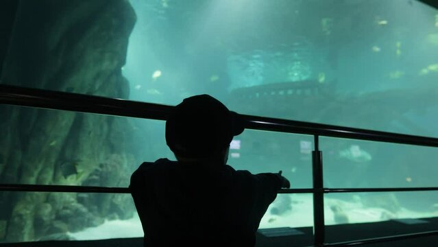 Silhouette of a boy watching fish