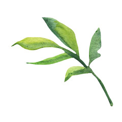 Watercolor green leaves element. Botanical elemnt isolated on white background suitable for Wedding Invitation, save the date, thank you, or greeting card.
