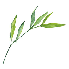 Watercolor green leaves element. Botanical elemnt isolated on white background suitable for Wedding Invitation, save the date, thank you, or greeting card.