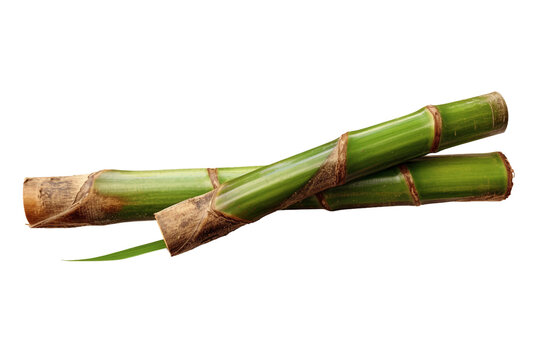 Sugar cane stalk. isolated object, transparent background