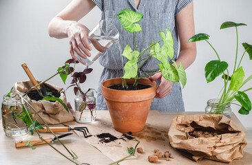 Woman gardener hand replanting home plants Syngonium. Transplanting a houseplant into a new flower pot. Concept of home jungle and gardening. Taking care of home plants. Grow indoor plants at home.