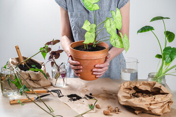Woman gardener hand replanting home plants Syngonium. Transplanting a houseplant into a new flower pot. Concept of home jungle and gardening. Taking care of home plants. Grow indoor plants at home.