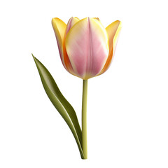 Tulip flower. transparent background