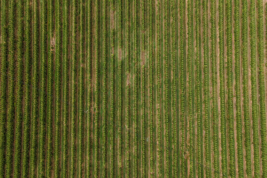 Aerial view of an agricultural field in Obidos countryside, Leiria district, Portugal.