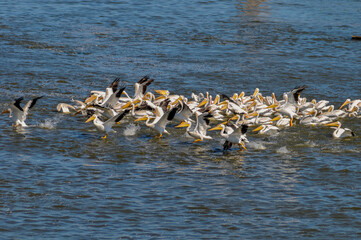 American White Pelicans And Cormorants At The Fox River Rapids In De Pere, Wisconsin