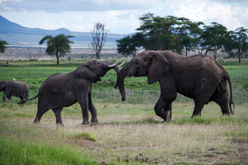 Fototapeta premium Elephants fighting 