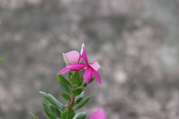 pink magnolia flowers in spring
