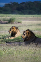 Obraz na płótnie Canvas Lions sitting together at Amboseli national park
