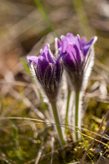 rare spring flowers. Pulsatilla pratensis