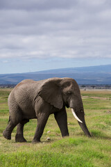 Naklejka na ściany i meble Elephant at amboseli national park 