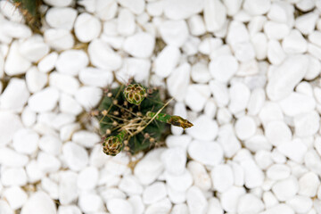 Concept of contemporary and authentic house decor.  cactus plants