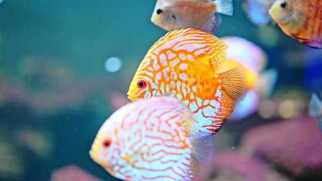 Colorful fish in aquarium from Amazon river.