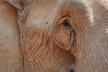 Elephant asiatique dans la jungle du Laos, Sanctuaire des Elephants,Province de Luang Prabang, Laos