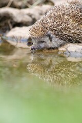 Northern white-breasted hedgehog (Erinaceus roumanicus) drinking water from a shallow pond creating...