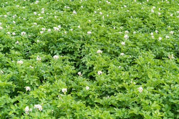 flowering potato plants in the field