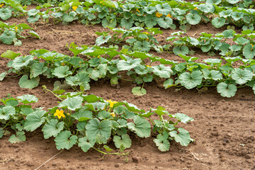 zucchine plants in bloom in the field