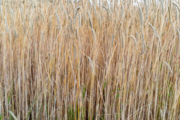 ears of wheat in the wind