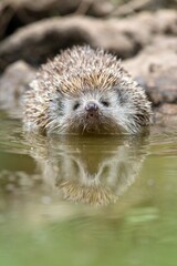 Northern white-breasted hedgehog (Erinaceus roumanicus) partially immersed in shallow water keeping...